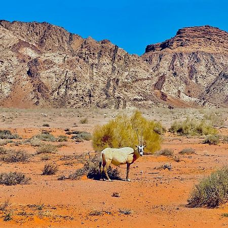 Raja Camp Hotel Wadi Rum Bagian luar foto